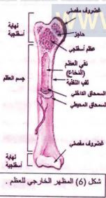 المظهر الخارجي للعظم